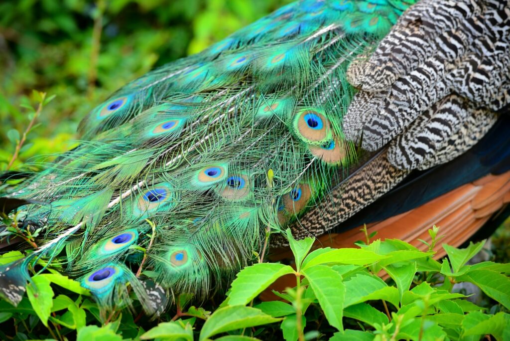 Colorful peacock feathers. Peacock Detail