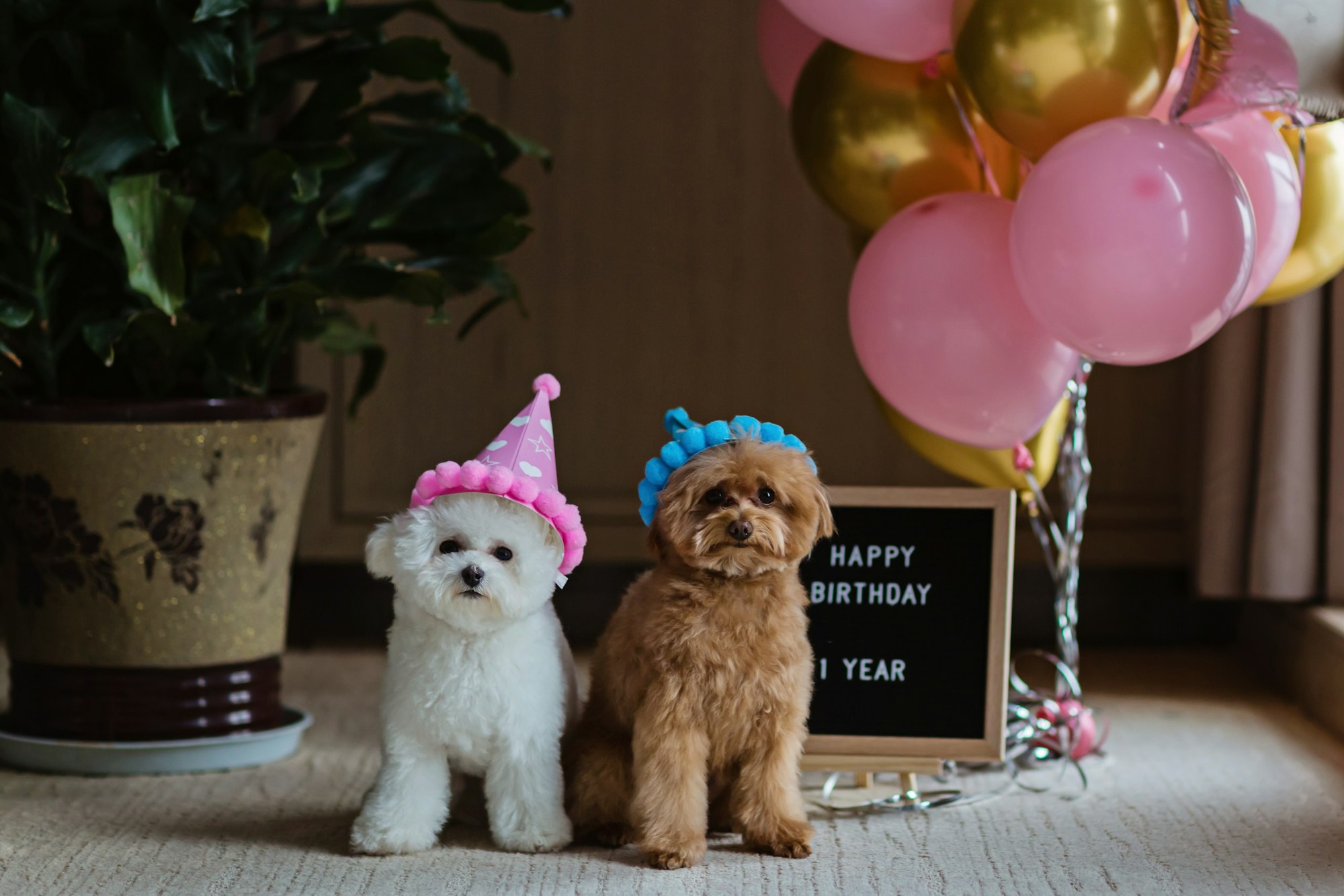 Cute white Bichon Frise and Teacup Poodle dogs celebrating birthday at home. Domestic Pet party