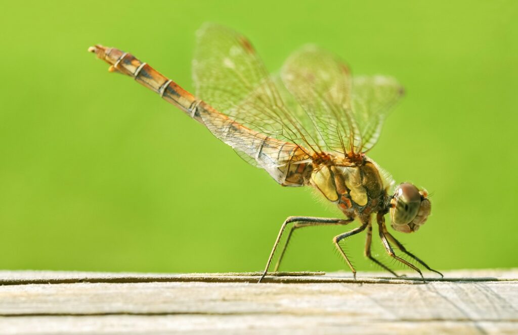 dragonfly