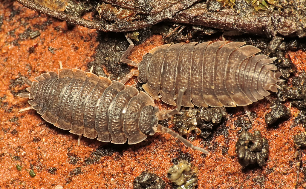 Facts About Woodlice