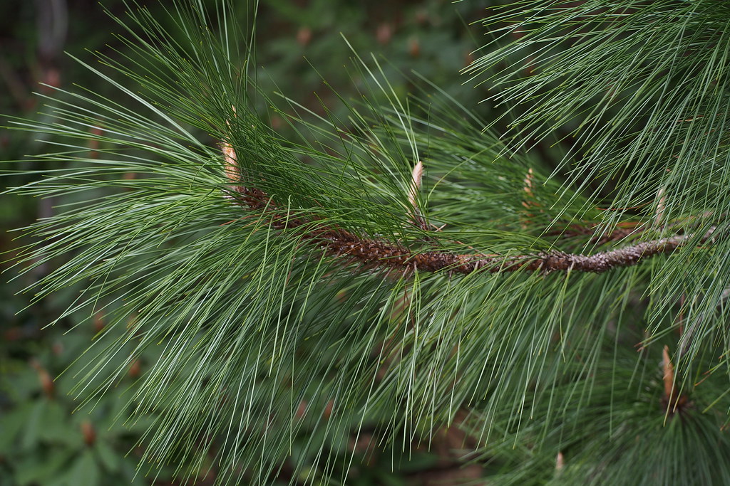 Longleaf Pine (Pinus palustris)