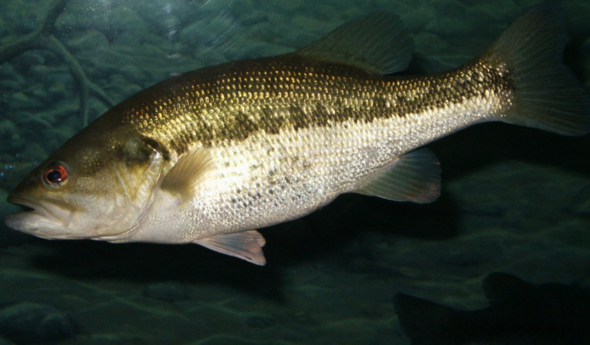 largemouth bass (Micropterus salmoides)