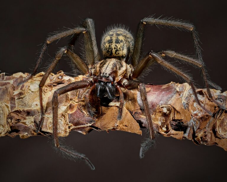 10 Fascinating Facts About Giant House Spiders