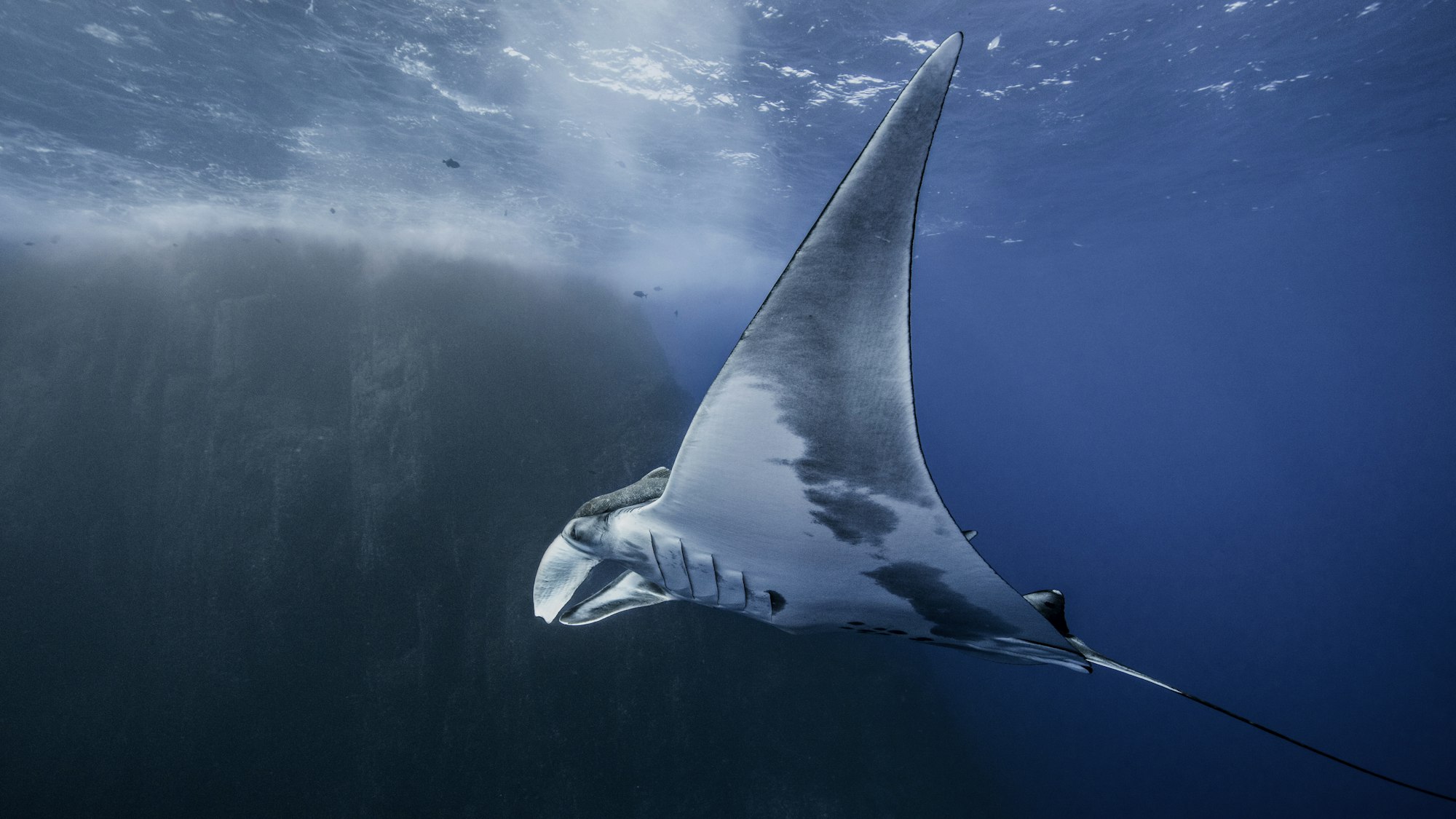 Giant oceanic manta ray