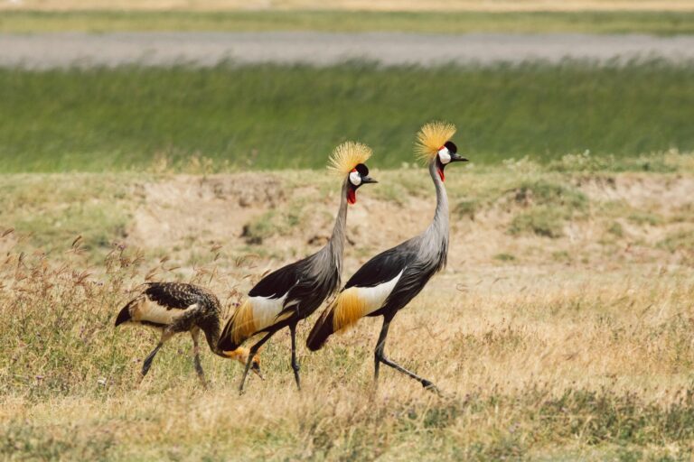 The Majestic Grey Crowned Crane: Africa’s Regal Bird