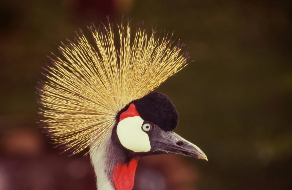 Grey Crowned Crane Portrait