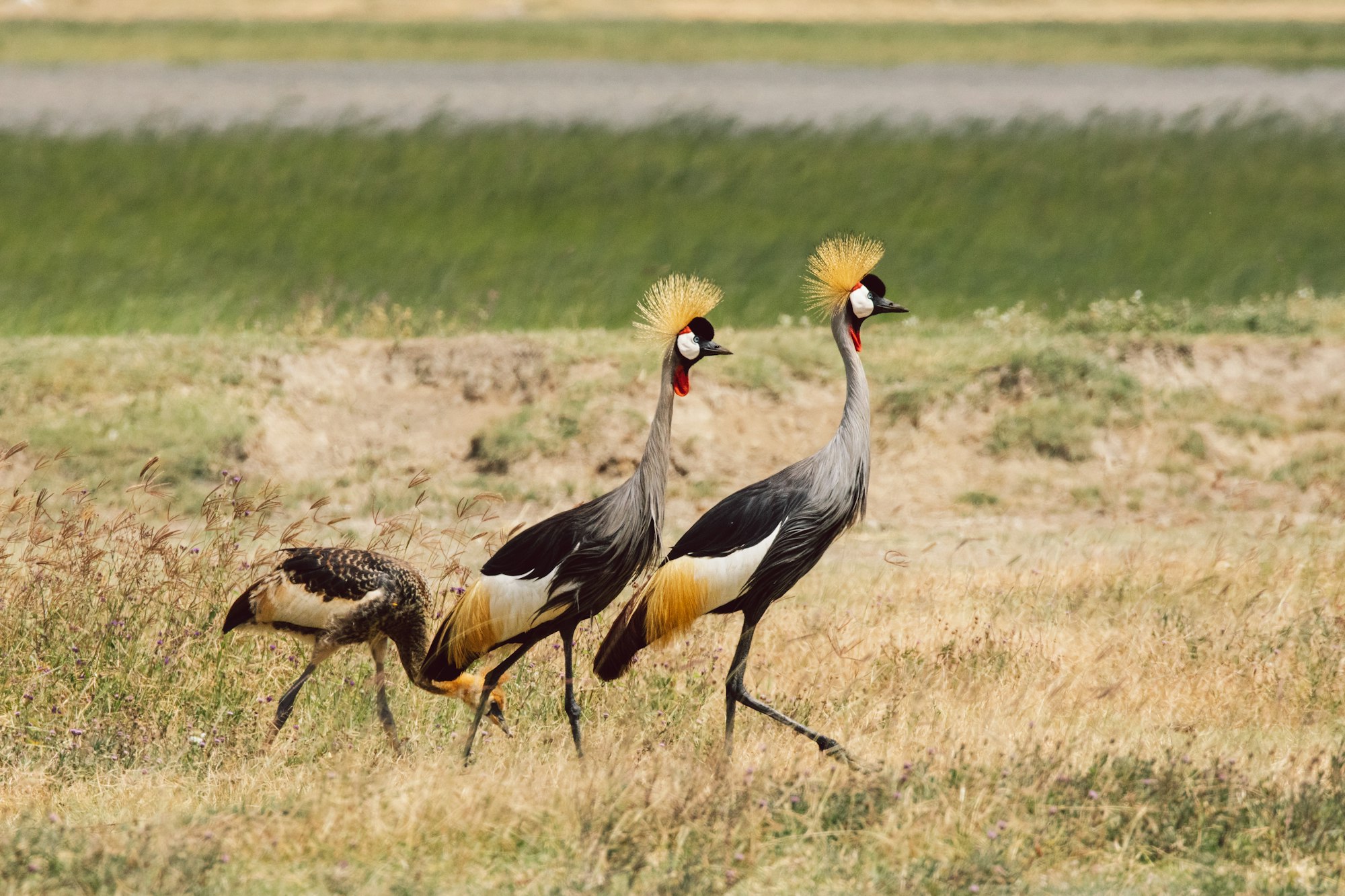 Grey crowned crane