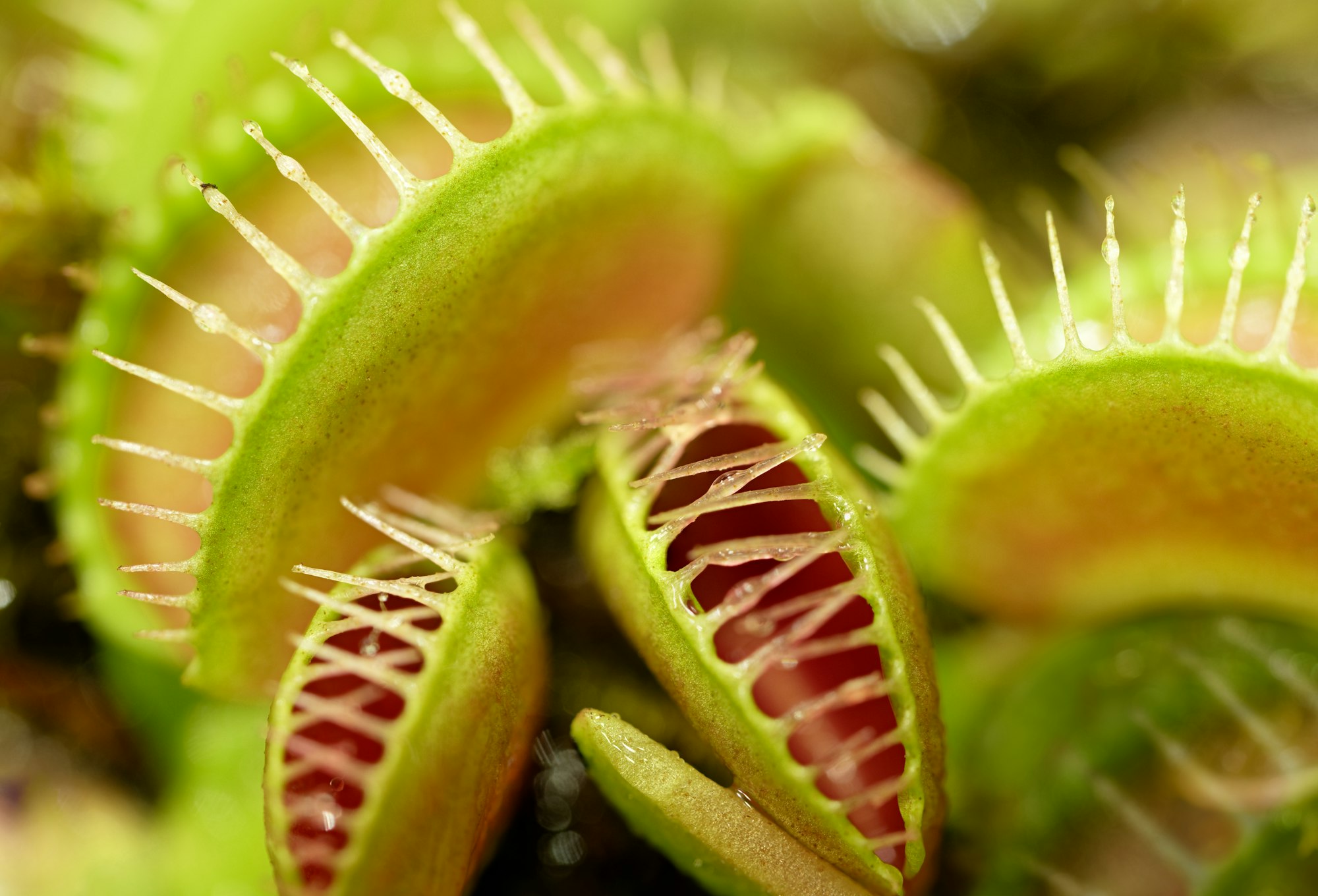 Group of Venus flytraps