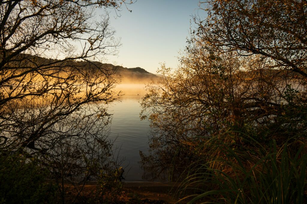 a body of water surrounded by trees and fog