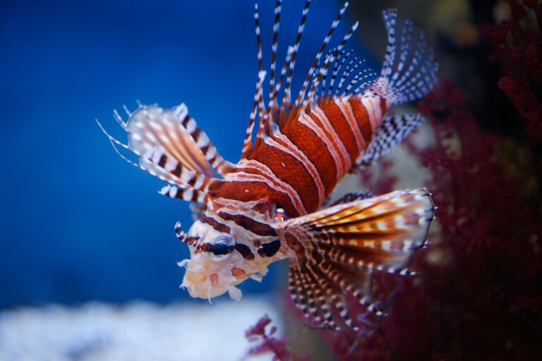 20 Captivating Facts About the Zebra Lionfish: Unraveling the Mysteries of this Striped Wonder