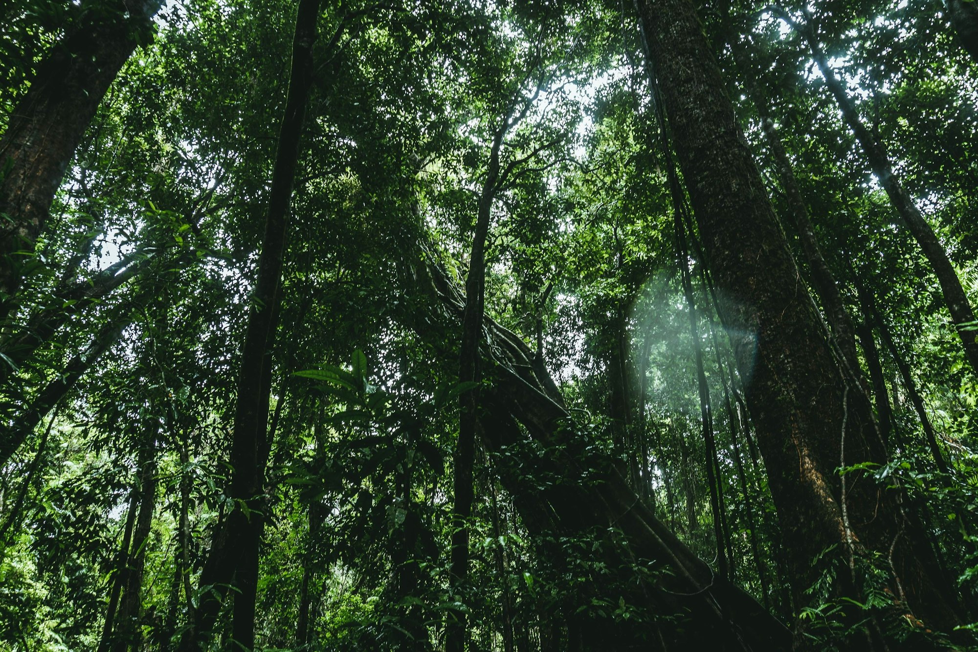 Low angle shot of longleaf pine trees growing in a green forest