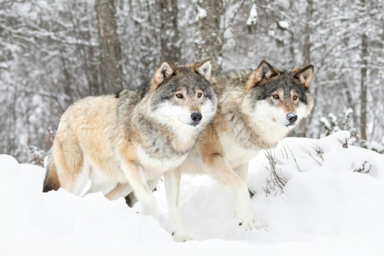 Fascinating Facts About Grey Wolves: Nature’s Remarkable Predators