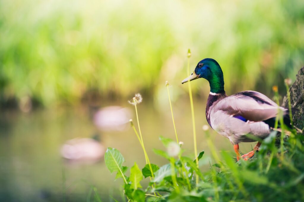 Male Mallard Duck at The Pond, Looking at Ducks