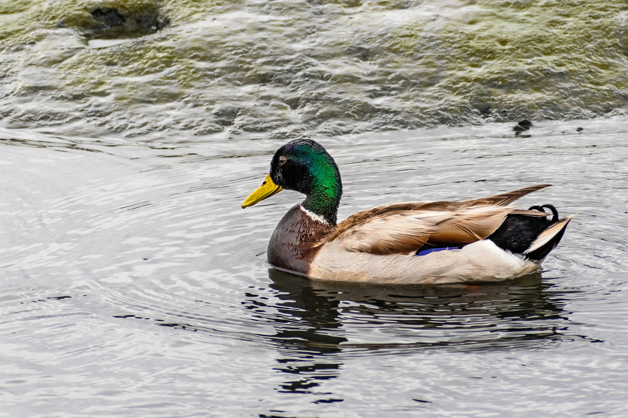 Male Mallard duck