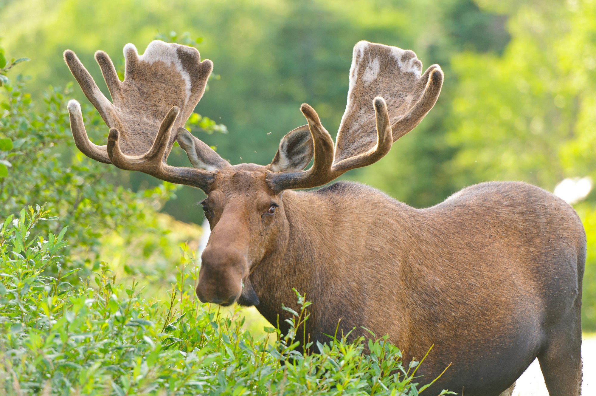 Moose in Velvet