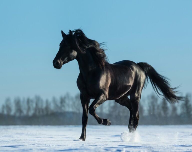 15 Fascinating Facts About Mustang Horses