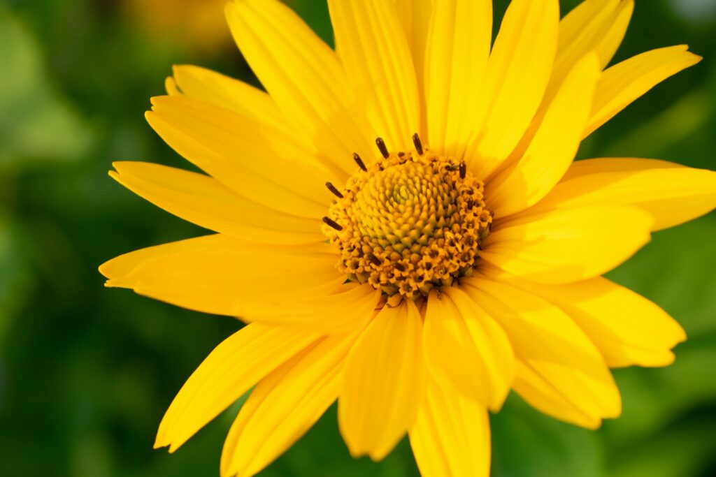 yellow flower in macro lens