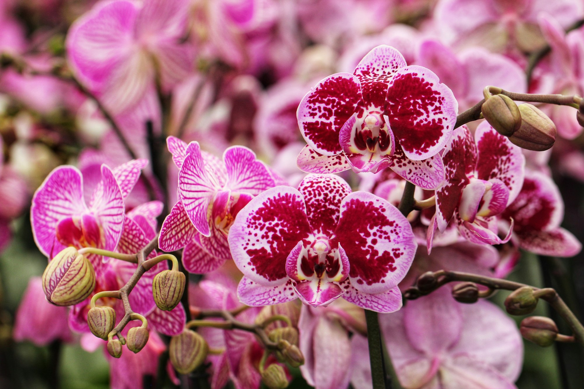 Orchids