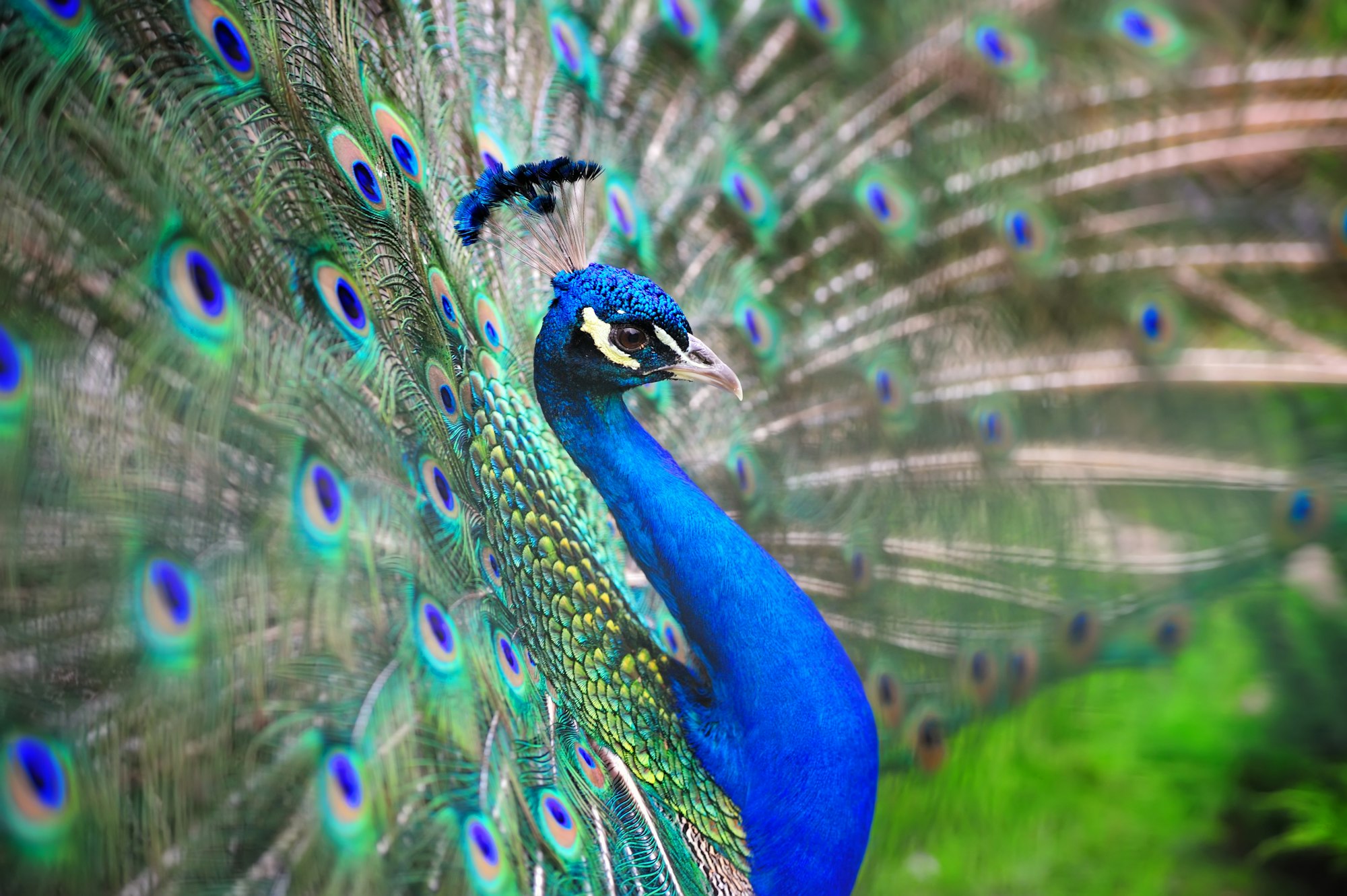 Peacock