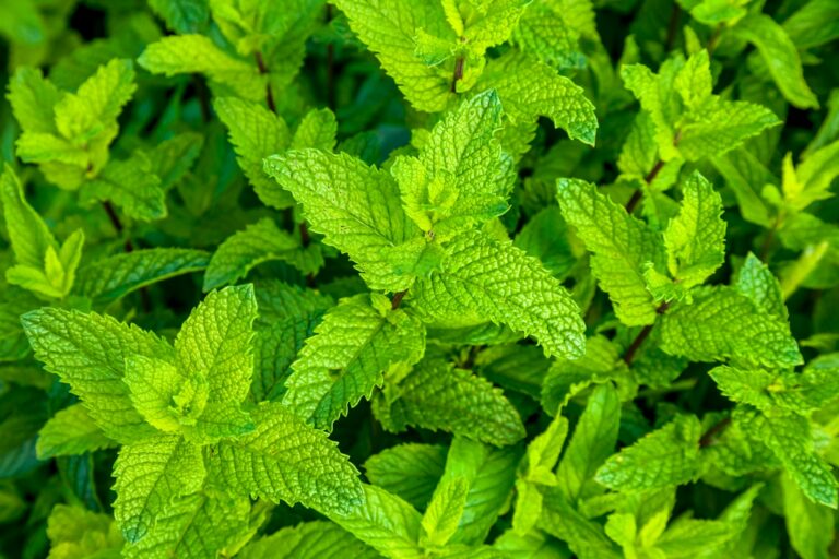 20 Fascinating Facts About Peppermint: Nature’s Refreshing Wonder