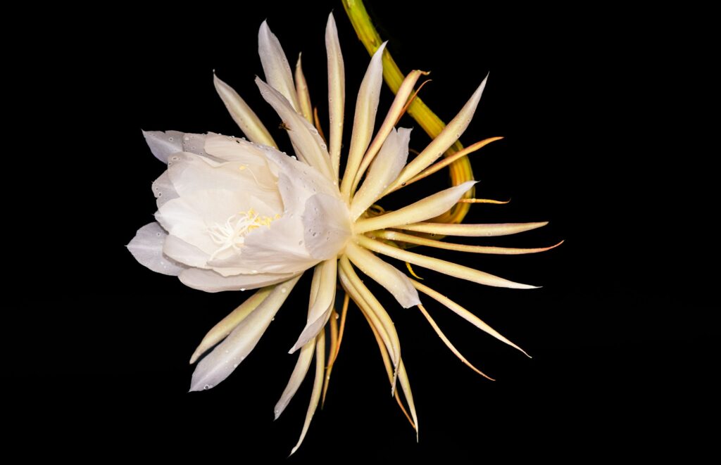 Queen of the night flower blooming in the night, beautiful elegant white flower