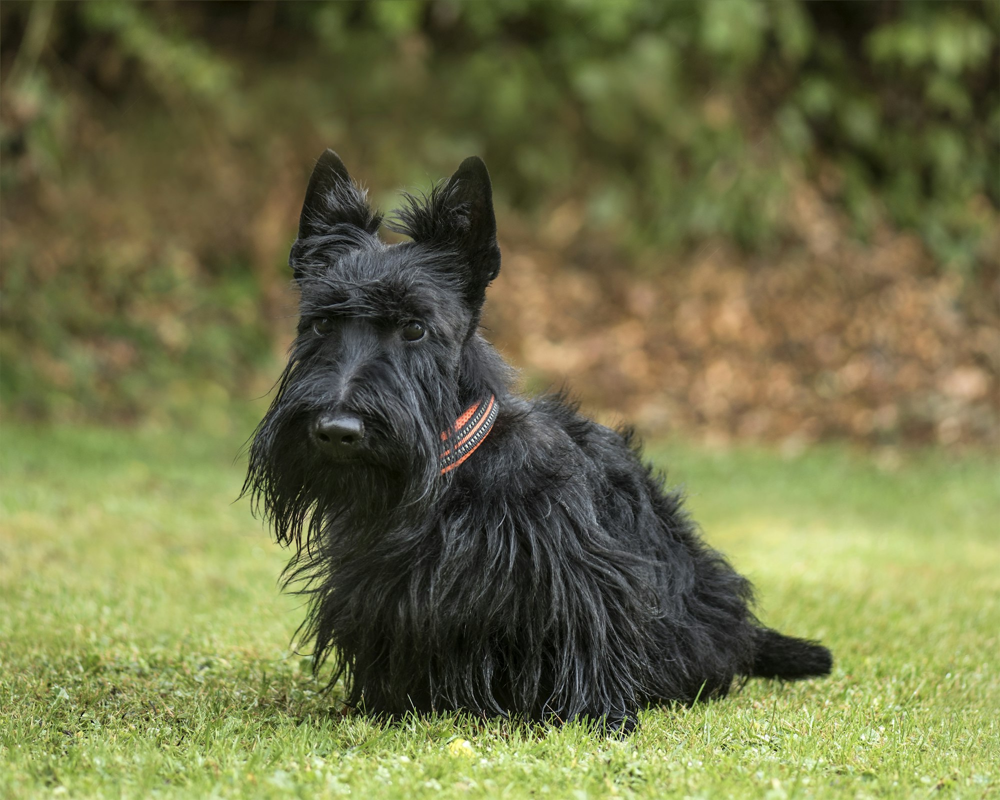 Scottish Terrier, 2 years old, in park