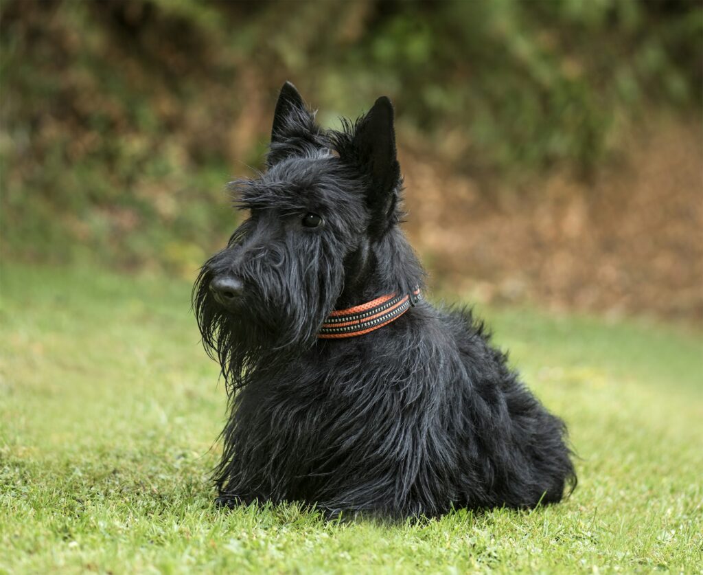 Scottish Terrier, 2 years old, in park