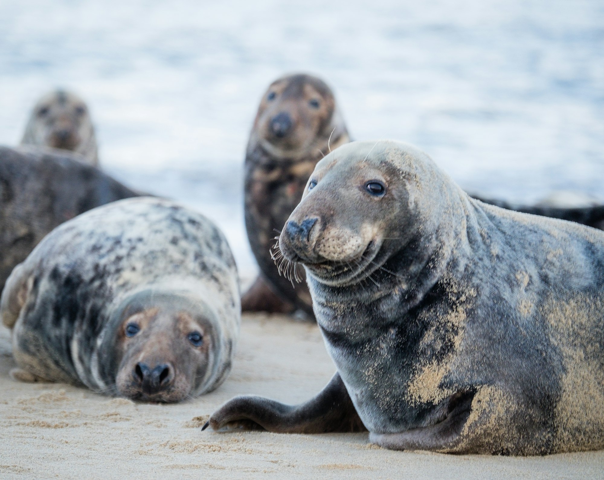 Seals around each other on the beach