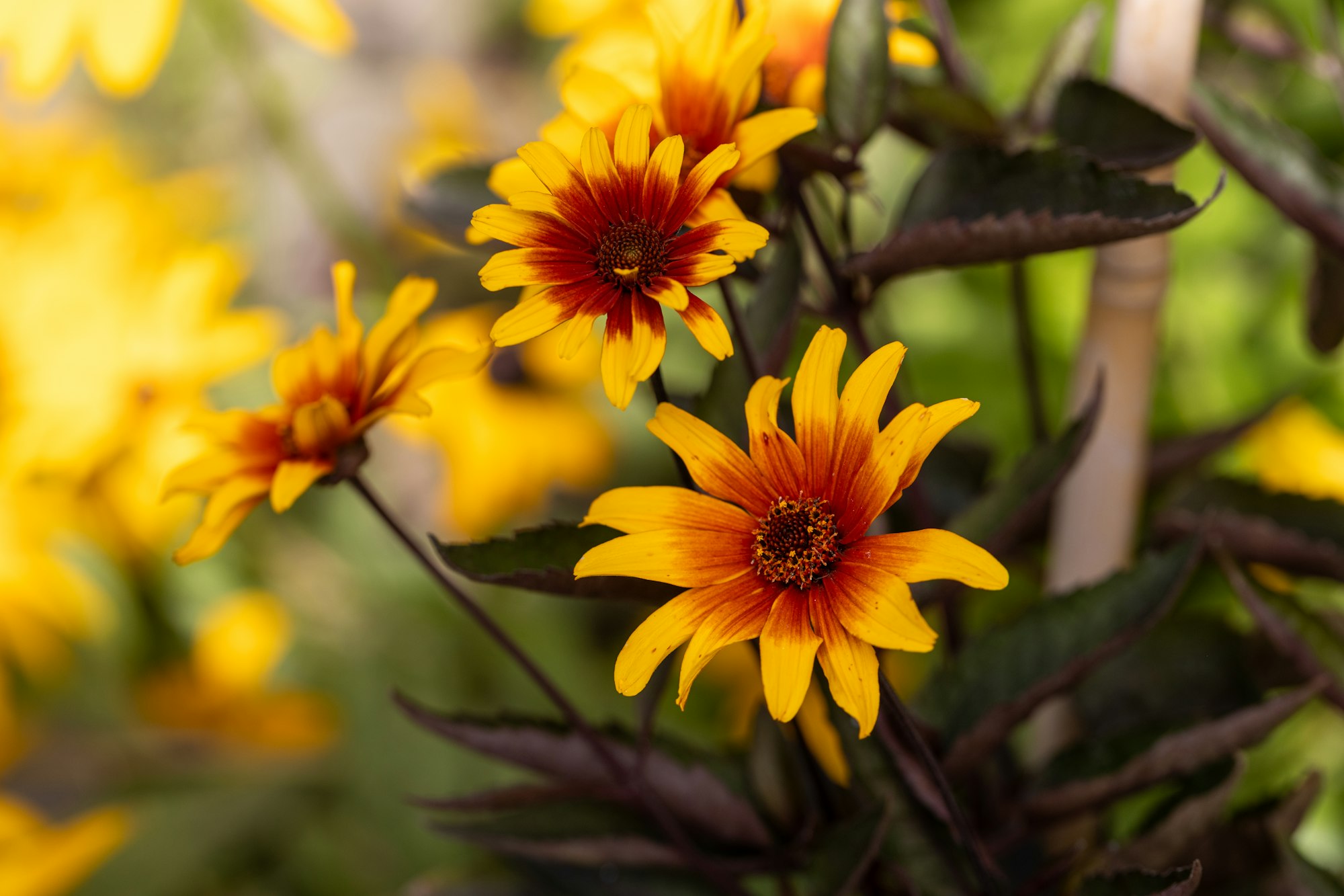 The red and orange false sunflower, Heliopsis helianthoides 'Bleeding Hearts' in bloom.