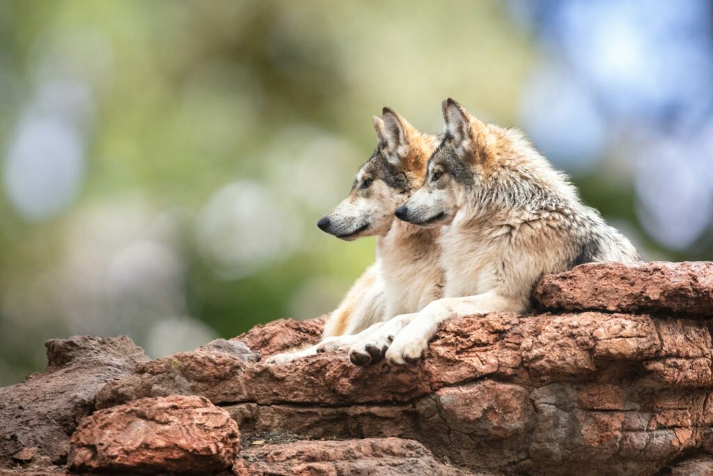 Two Mexican Gray Wolves Looking to Side