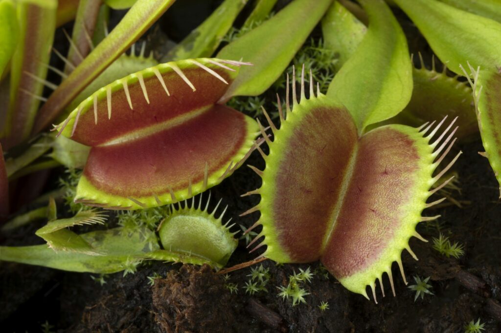 Venus flytrap, Dionaea muscipula, subtropical carnivorous plant