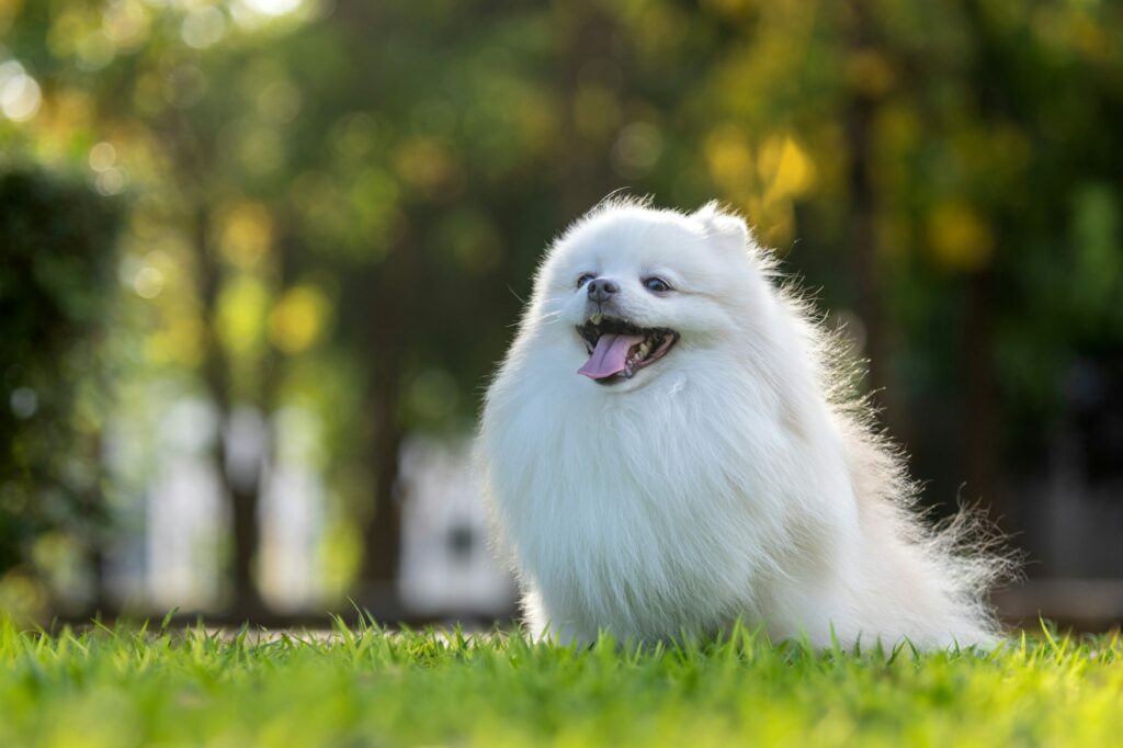 white Japanese Spitz dog