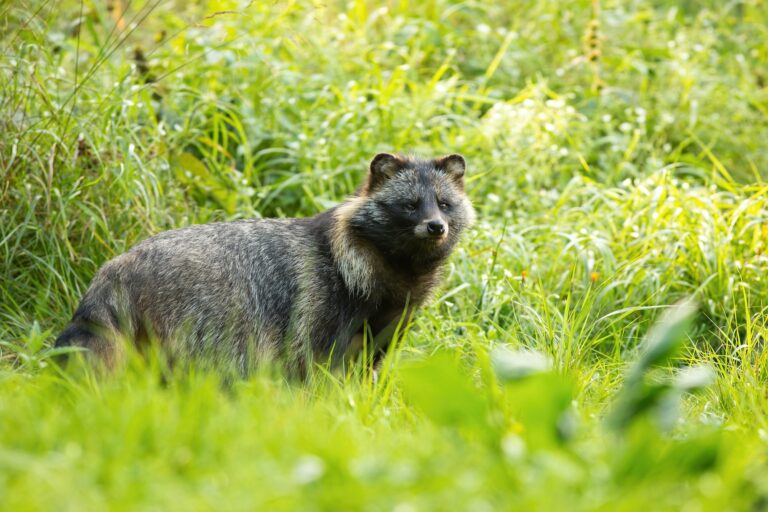 Fascinating Facts About Raccoon Dogs: Nature’s Unique Canines