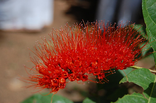 Combretum rotundifolium