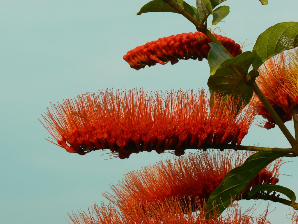 Combretum rotundifolium