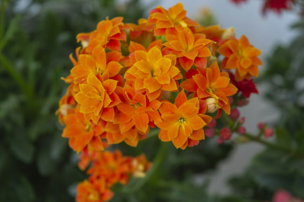 Kalanchoe blossfeldiana is a herbaceous and commonly grown houseplant from the genus Kalanchoe, nati