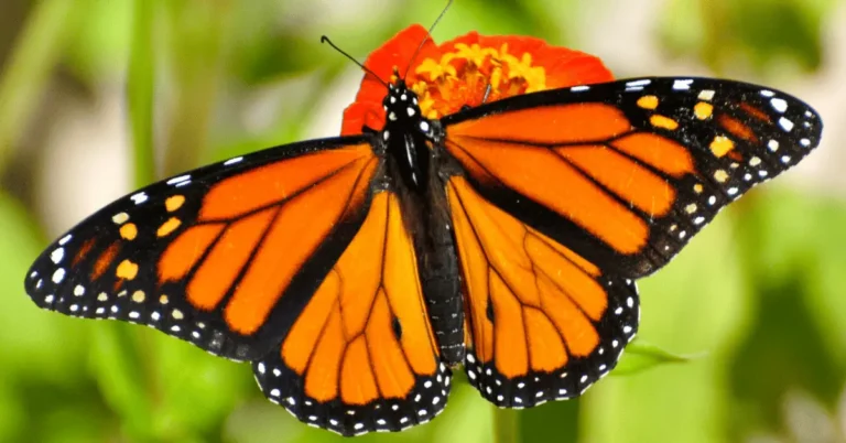 Butterfly Facts: Science