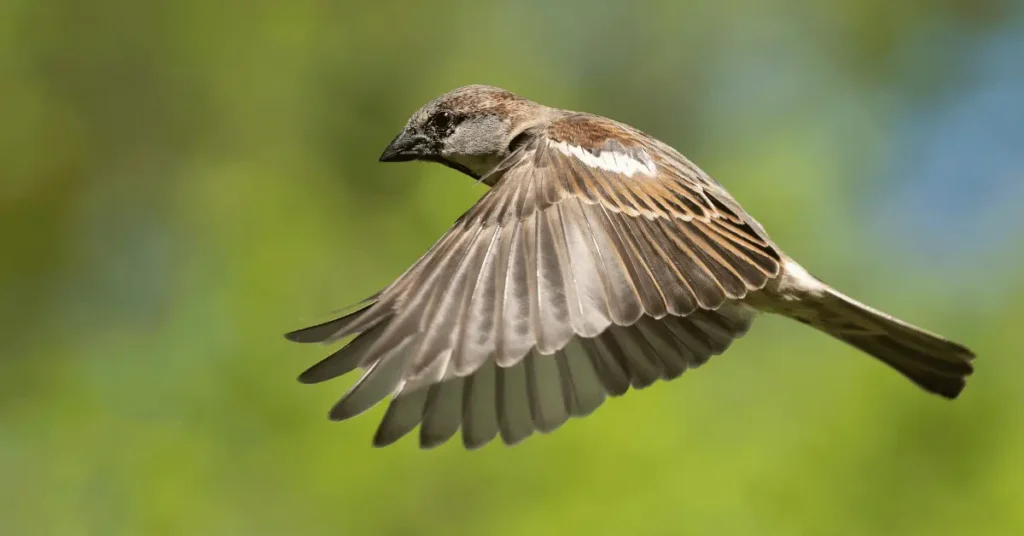 Sparrow Facts
