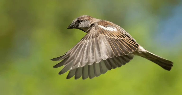 Sparrow Facts