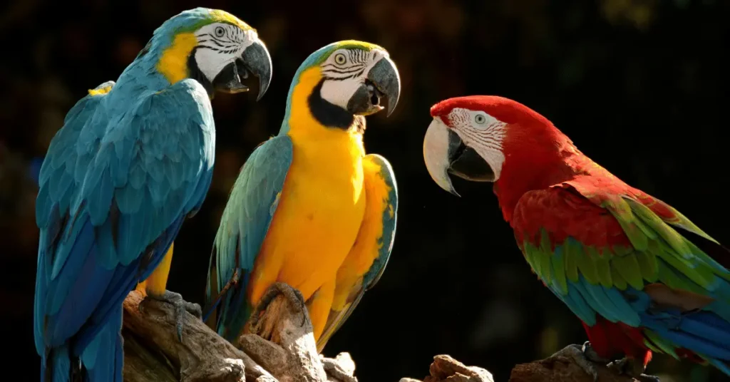 Facts about Parrots