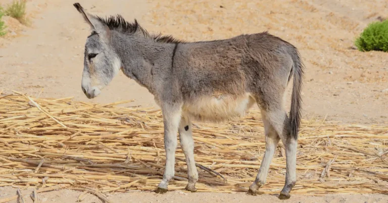 facts about donkeys